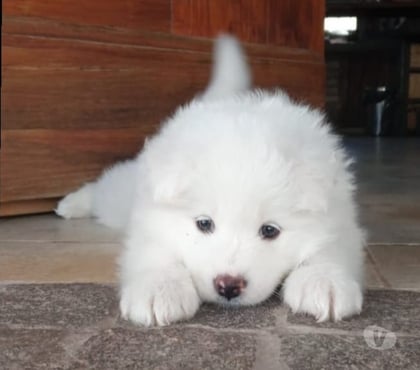 Perros en Venta Las Condes Santiago - Fotos de Preciosos Cachorritos Samoyedo de 2 Meses
