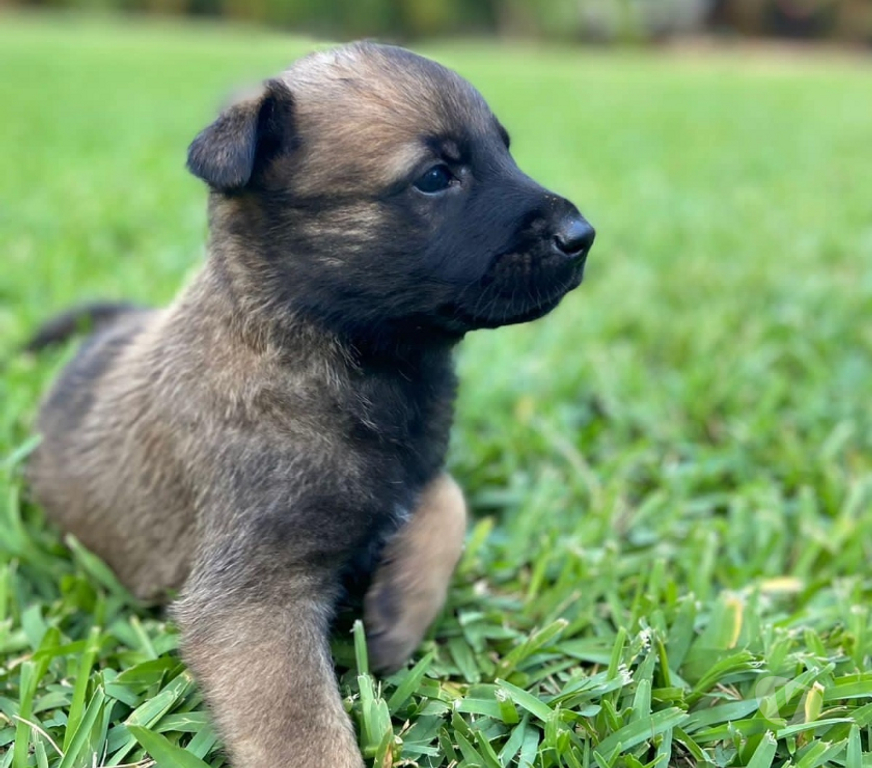 Gatos en Venta Santiago Las Condes - Fotos de Espectaculares Cachorros Pastor Belga malinois