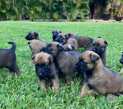 Perros en Venta Las Condes Santiago - Fotos de Espectaculares Cachorros Pastor Belga malinois