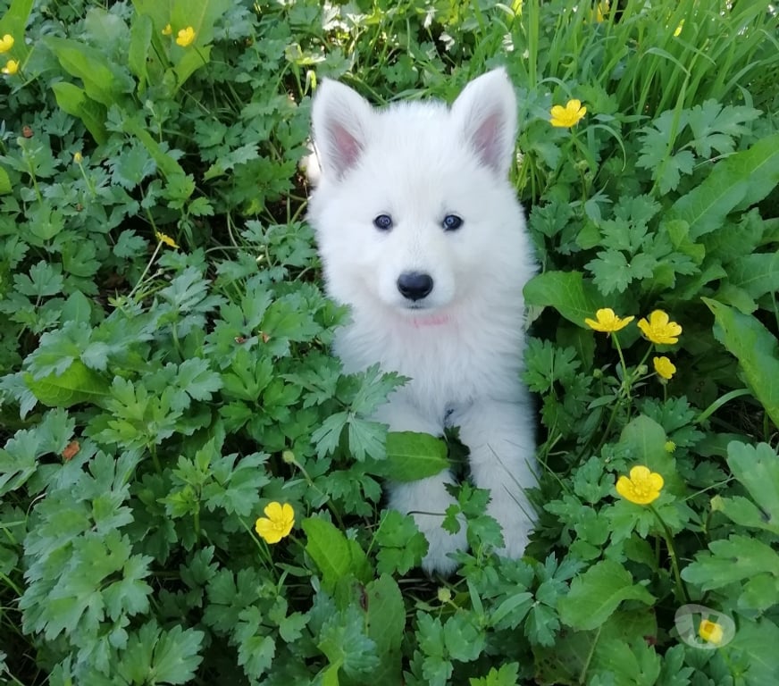 Gatos en Venta Santiago Las Condes - Fotos de Lindos Cachorros Pastor Suizo de 2 meses