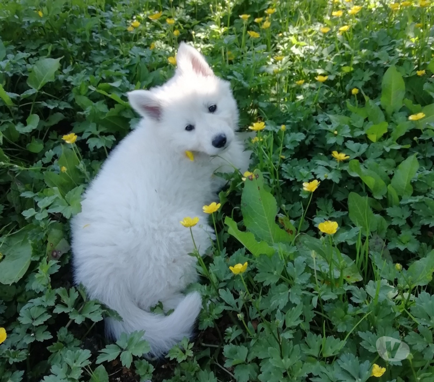 Gatos en Venta Santiago Las Condes - Fotos de Lindos Cachorros Pastor Suizo de 2 meses