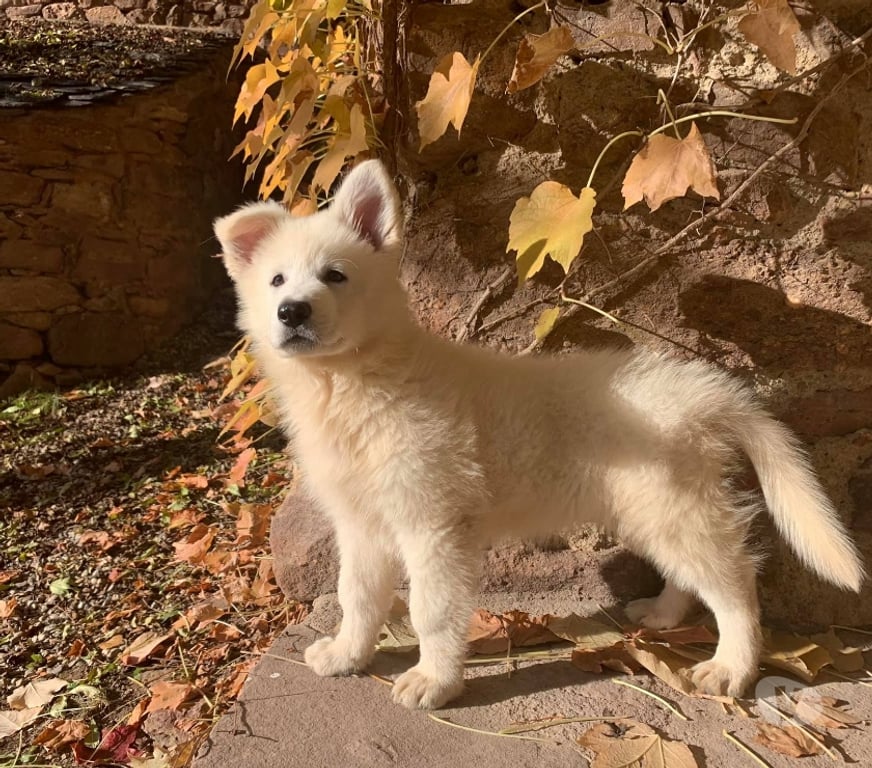 Gatos en Venta Santiago Las Condes - Fotos de Lindos Cachorros Pastor Suizo de 2 meses