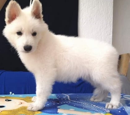 Perros en Venta Las Condes Santiago - Fotos de Lindos Cachorros Pastor Suizo de 2 meses