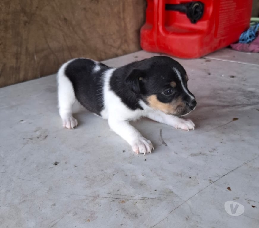 Gatos en Venta Osorno Osorno - Fotos de Perritas Fox terrier