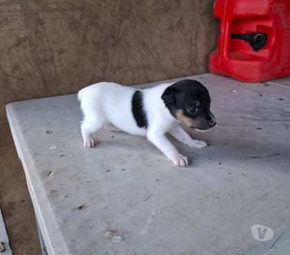 Mascotas en Venta Osorno Osorno - Fotos de Perritas Fox terrier