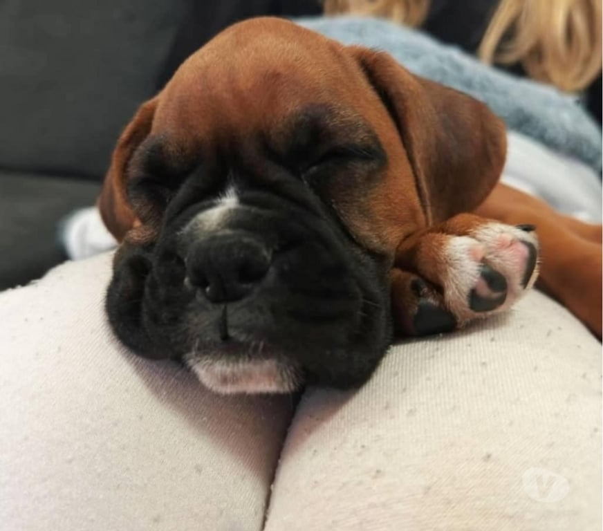 Gatos en Venta Santiago Las Condes - Fotos de Hermosos cachorros Boxer de 2 meses