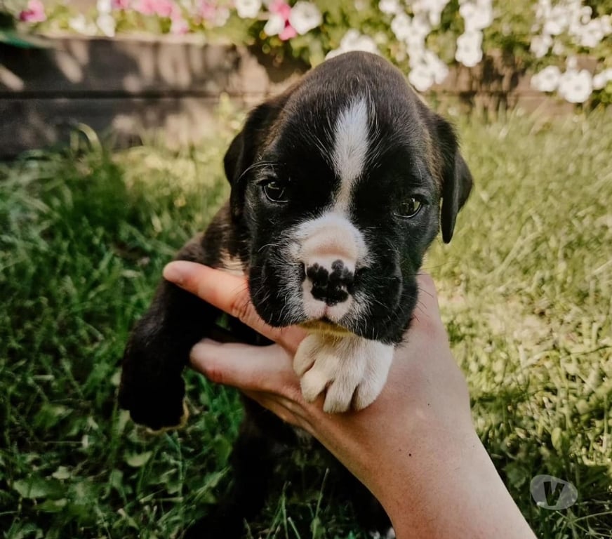 Gatos en Venta Santiago Las Condes - Fotos de Hermosos cachorros Boxer de 2 meses