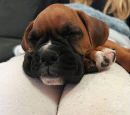 Perros en Venta Las Condes Santiago - Fotos de Hermosos cachorros Boxer de 2 meses
