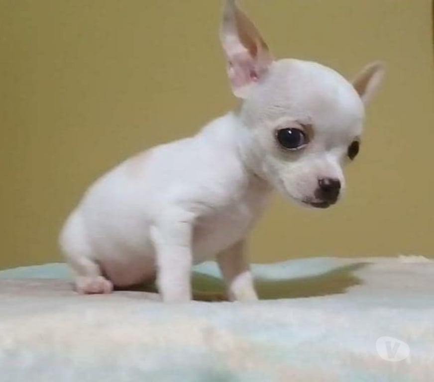 Gatos en Venta Santiago Las Condes - Fotos de Hermosos Chihuahua de 2 Meses
