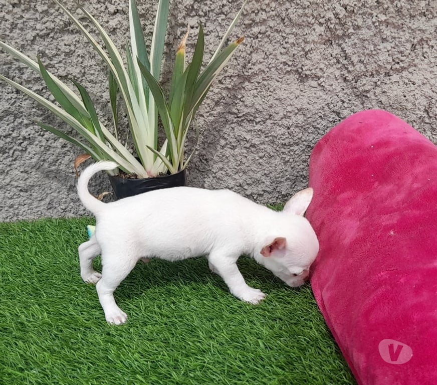 Gatos en Venta Santiago Las Condes - Fotos de Hermosos Chihuahua de 2 Meses
