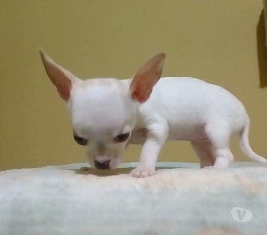 Gatos en Venta Santiago Las Condes - Fotos de Hermosos Chihuahua de 2 Meses