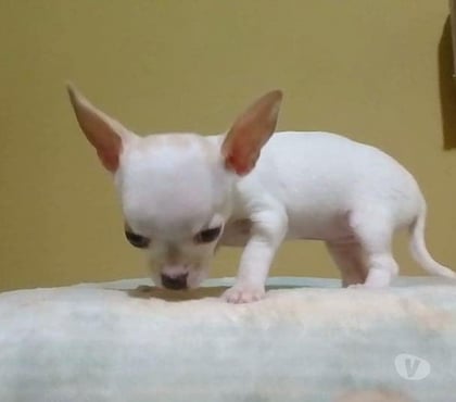 Mascotas en Chile Las Condes Santiago - Fotos de Hermosos Chihuahua de 2 Meses