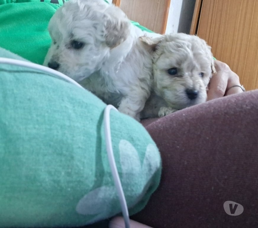 Gatos en Venta Santiago La Reina - Fotos de Poodle micro toy