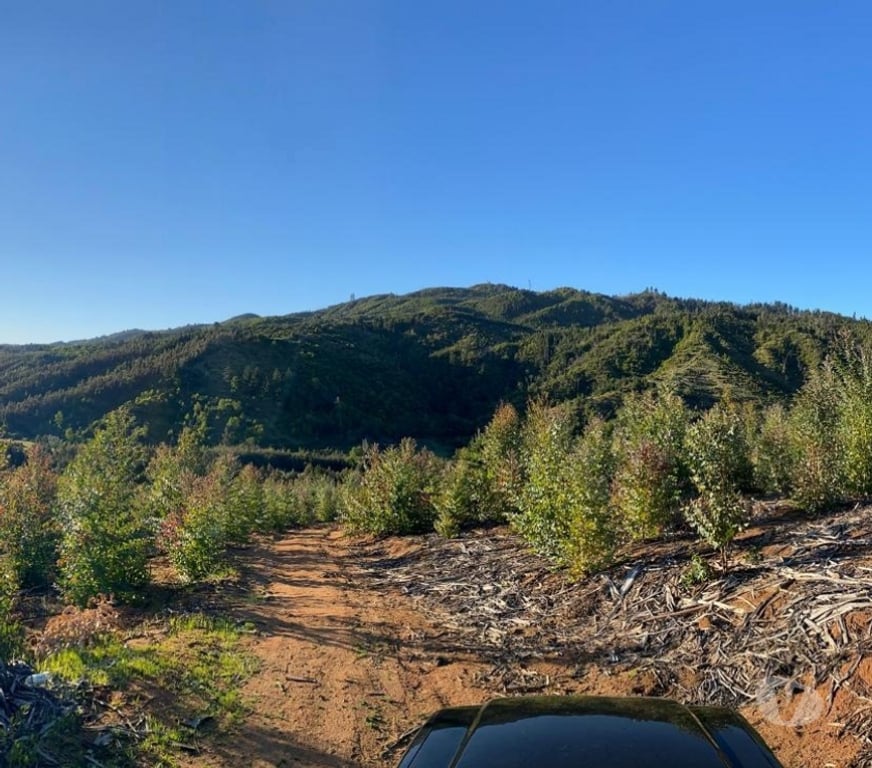 Venta de Haciendas Concepción Florida - Fotos de Terreno 15 hectáreas Florida