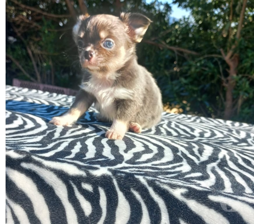 Gatos en Venta Maipo Paine - Fotos de Macho chihuahua blue pelo largo
