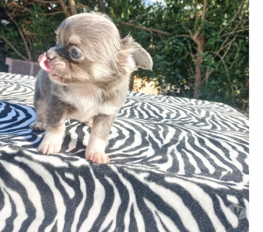 Gatos en Venta Maipo Paine - Fotos de Macho chihuahua blue pelo largo