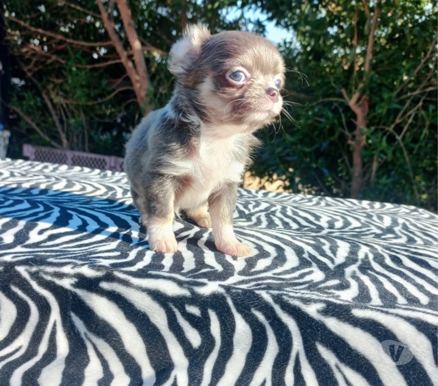 Gatos en Venta Maipo Paine - Fotos de Macho chihuahua blue pelo largo