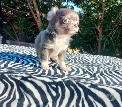 Mascotas en Venta Paine Maipo - Fotos de Macho chihuahua blue pelo largo