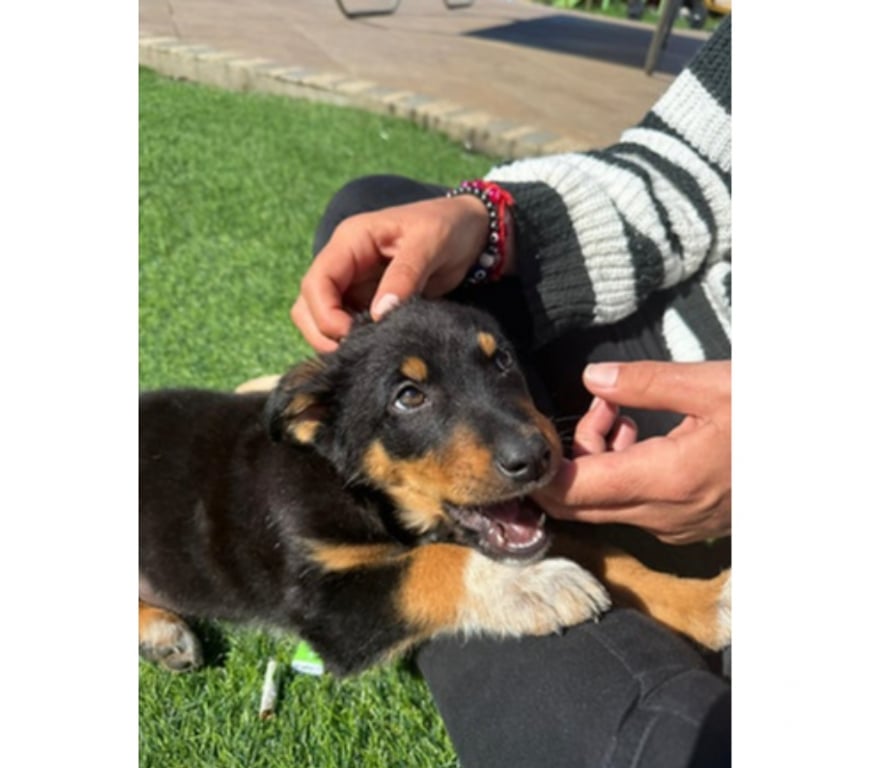 Adopción ed Animales Santiago Santiago - Fotos de TEODORO, mezcla Collie de Pelo Corto