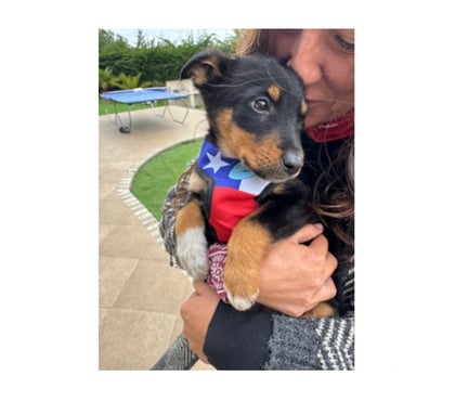 Mascotas Adopción Santiago Santiago - Fotos de TEODORO, mezcla Collie de Pelo Corto