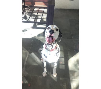 Adopción de Perros Santiago Santiago - Fotos de THENA, Dálmata