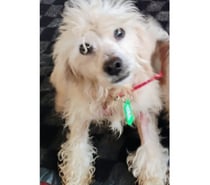 OLAFF, mezcla Dandie Dinmont Terrier