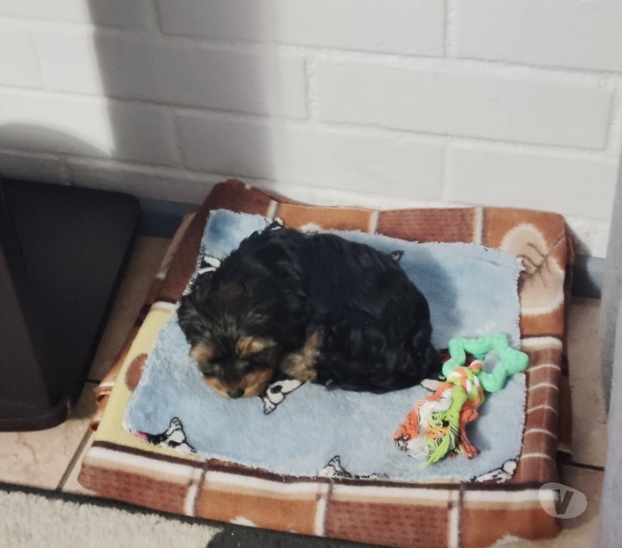 Gatos en Venta Cordillera Puente Alto - Fotos de Se Vende Cachorra Jorshire Hembra.