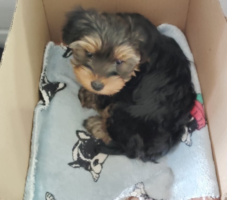 Gatos en Venta Cordillera Puente Alto - Fotos de Se Vende Cachorra Jorshire Hembra.
