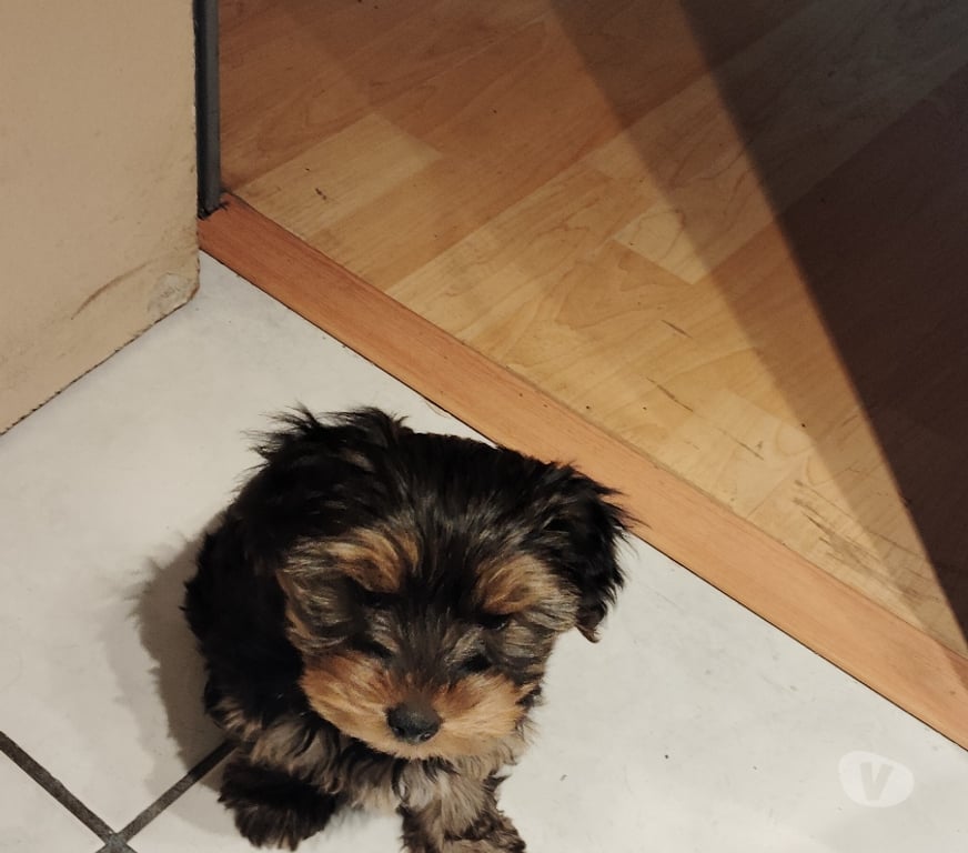 Gatos en Venta Cordillera Puente Alto - Fotos de Se Vende Cachorra Jorshire Hembra.