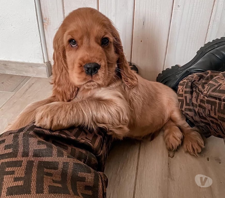 Gatos en Venta Santiago Santiago - Fotos de Cachorros cocker spaniel