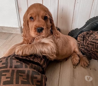 Venta de Mascotas Santiago Santiago - Fotos de Cachorros cocker spaniel
