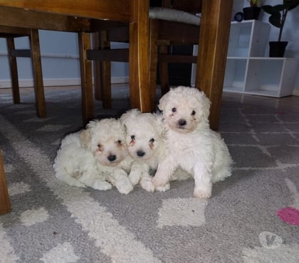 Gatos en Venta Puerto Montt Llanquihue - Fotos de Poodle blancos cachorros