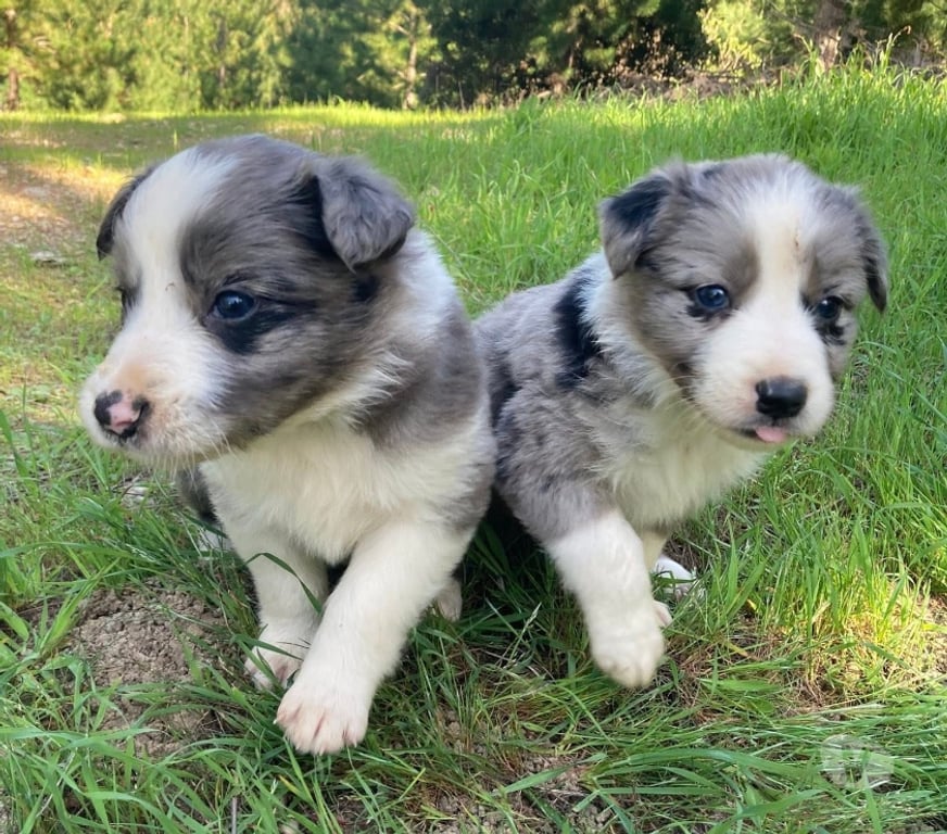 Gatos en Venta Talca Talca - Fotos de Border collie blue merle