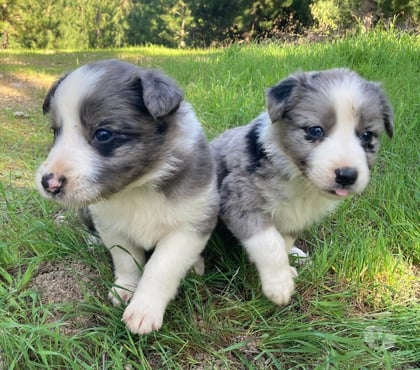 Mascotas en Venta Talca Talca - Fotos de Border collie blue merle