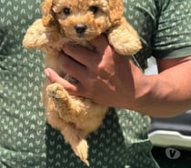 Raza poodle toy