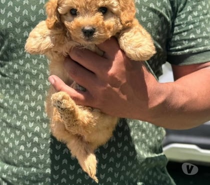 Venta de Mascotas Talca Talca - Fotos de Raza poodle toy