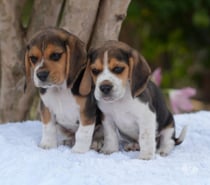 Raza beagle color Tri