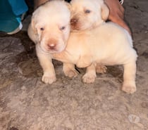 Labradores retriever
