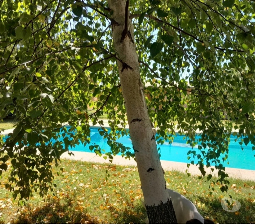 Venta de Haciendas Talca Maule - Fotos de HERMOSA PARCELA EN COMUNA DE MAULE,TALCA