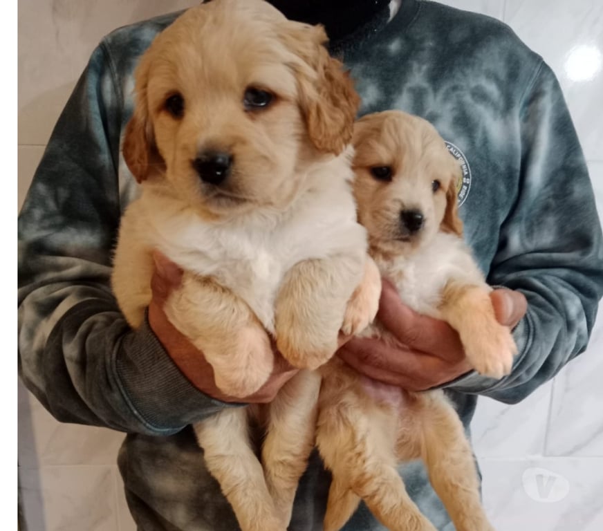 Gatos en Venta Santiago Estación Central - Fotos de Cachorros Golden retr.