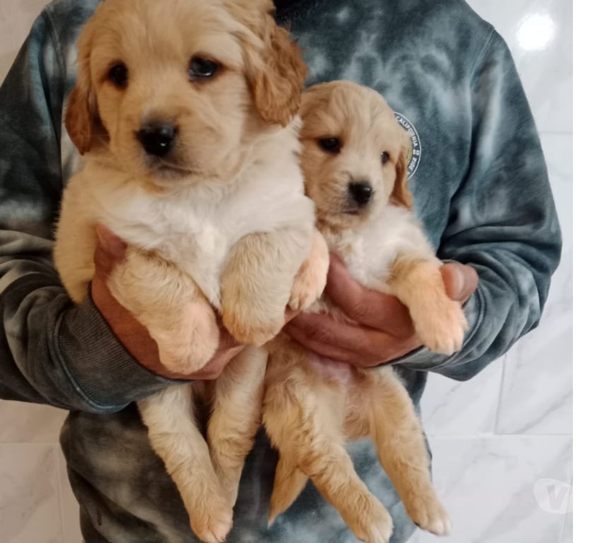 Gatos en Venta Santiago Estación Central - Fotos de Cachorros Golden retr.