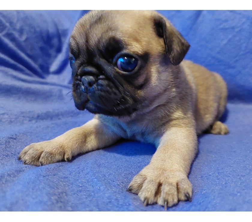 Gatos en Venta Santiago Lo Prado - Fotos de cachorritos pug