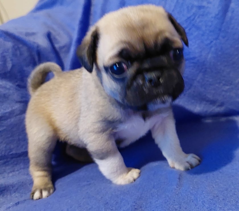 Gatos en Venta Santiago Lo Prado - Fotos de cachorritos pug