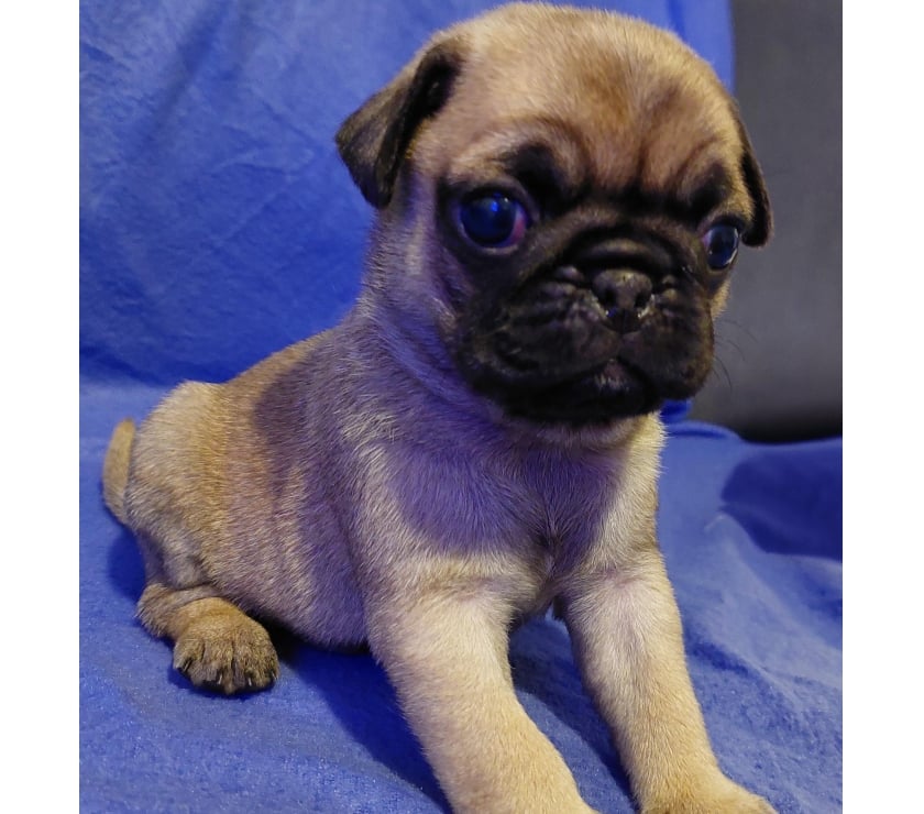 Venta de Mascotas Lo Prado Santiago - Fotos de cachorritos pug