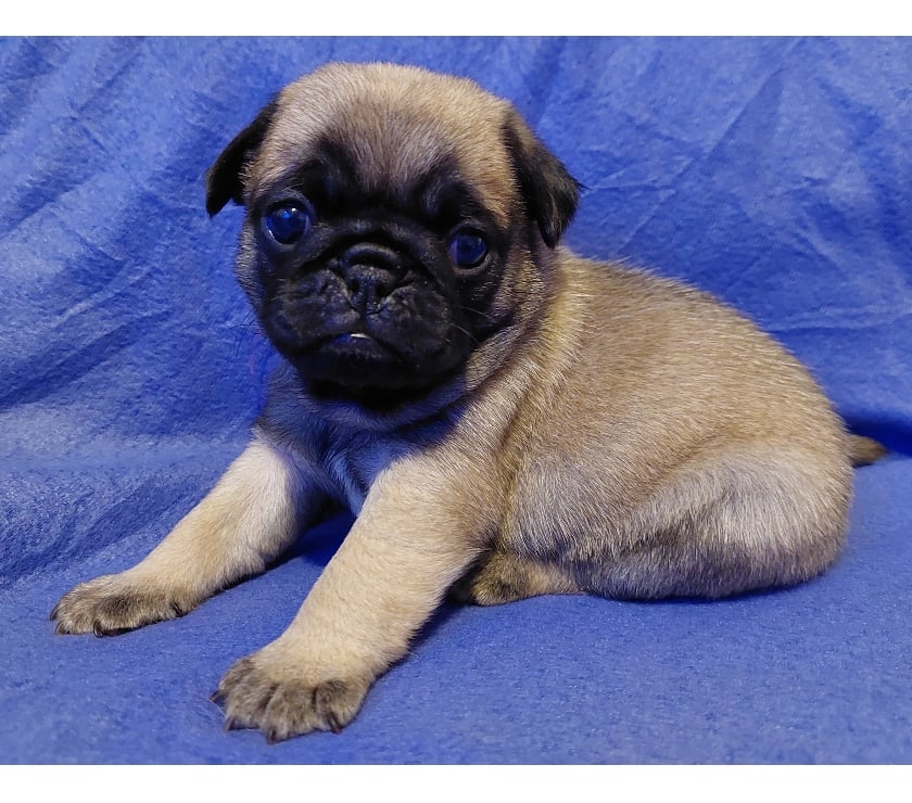 Gatos en Venta Santiago Lo Prado - Fotos de cachorritos pug