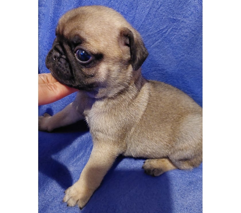 Gatos en Venta Santiago Lo Prado - Fotos de cachorritos pug