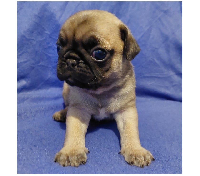 Gatos en Venta Santiago Lo Prado - Fotos de cachorritos pug