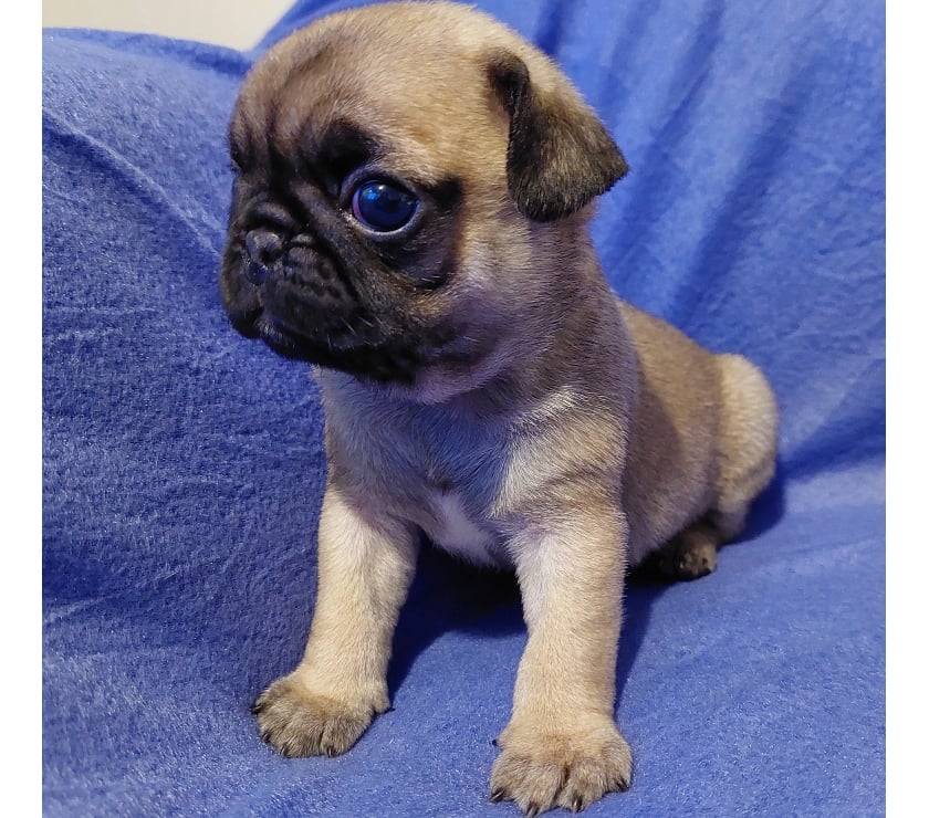 Gatos en Venta Santiago Lo Prado - Fotos de cachorritos pug