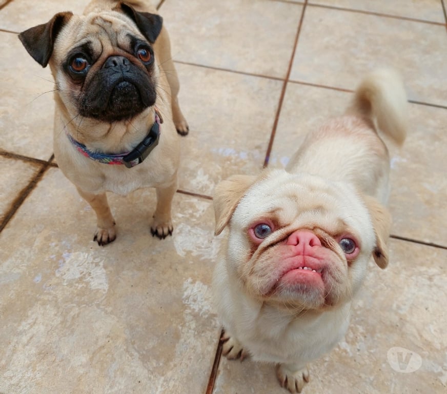 Gatos en Venta Santiago Lo Prado - Fotos de cachorritos pug