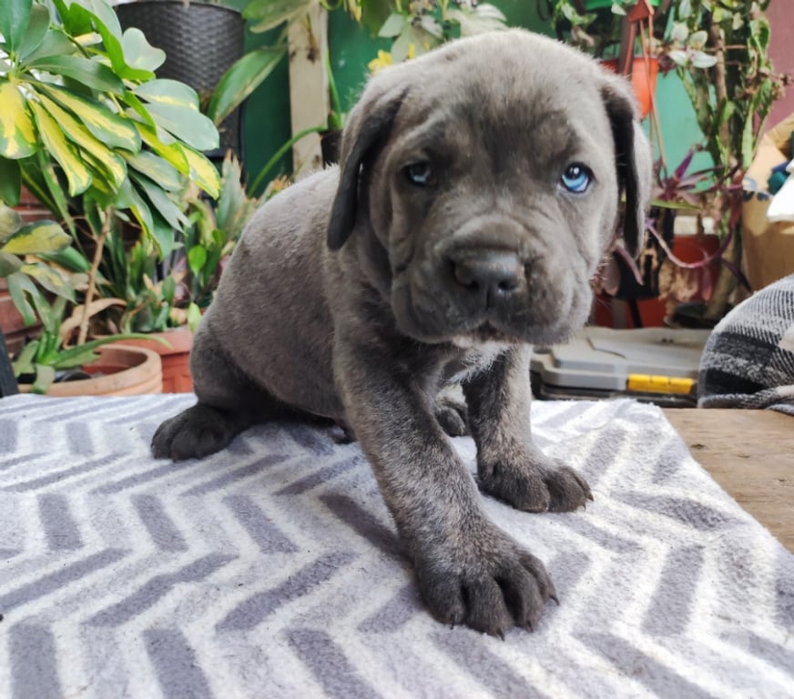 Gatos en Venta Cautín Temuco - Fotos de Cachorros Cane corso